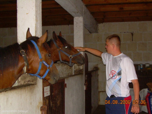 hair, horse, bridle, rein