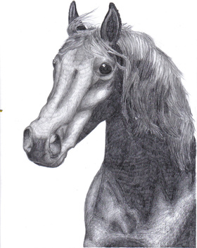 konik :P