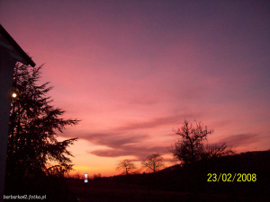 branch, sunset