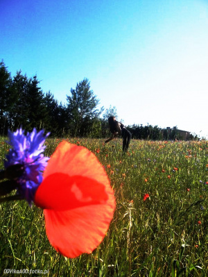 field, sky, petal, flower