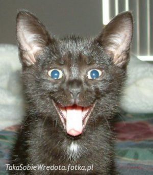 cat, pet