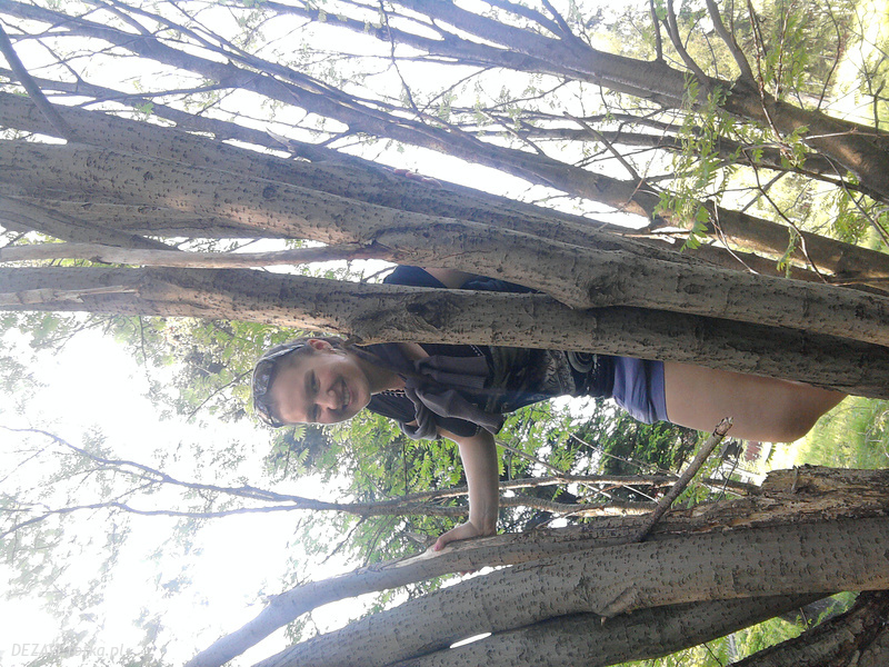 branch