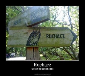 Zdjęcie 53208919