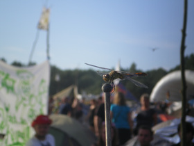 Zdjęcie 54266516