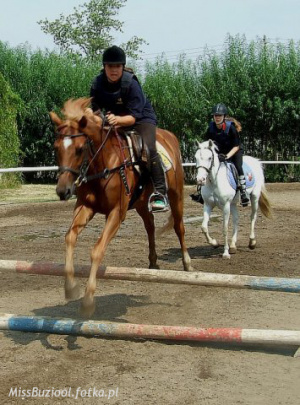 hair, horse, bridle, rein, sports