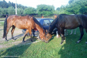 hair, horse, ranch