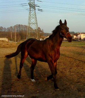 hair, horse