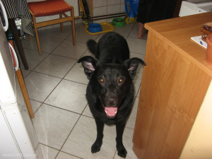 dog, chair