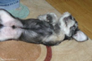 dog, cat, pet