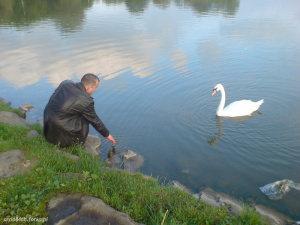 bird, duck, lake