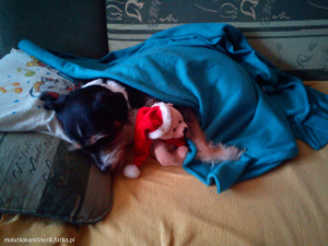 dog, pet