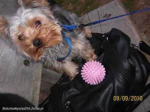 jacket, dog