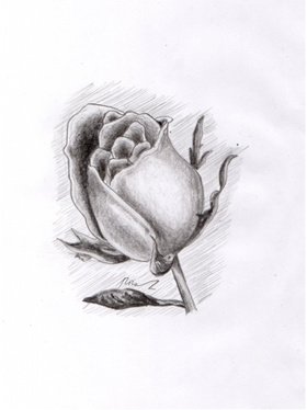 Zdjęcie 58529528