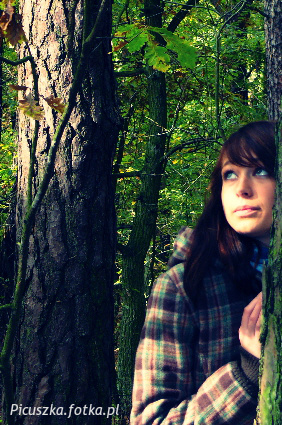forest, pattern, trunk
