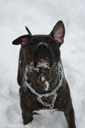 dog