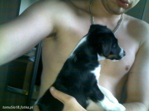 muscle, dog, pet