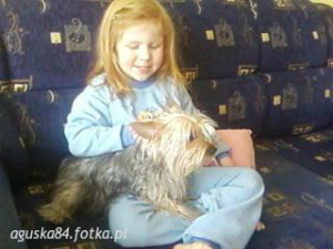 dog