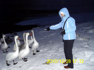 bird, penguin