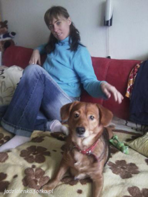 dog, pet