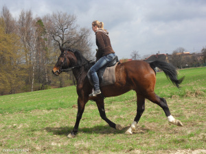 hair, horse, bridle, rein, sports