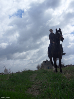 horse