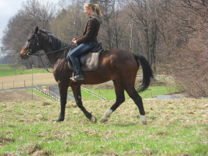 hair, horse, bridle, rein, sports