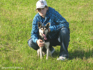 dog, pet