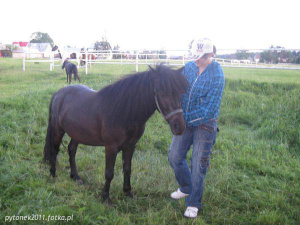 hair, horse