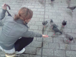 bird