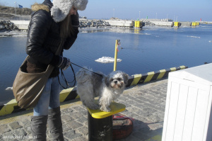 dog, pet