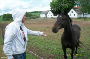 hair, outerwear, horse