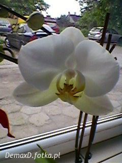 petal, flower