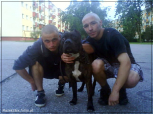 muscle, dog