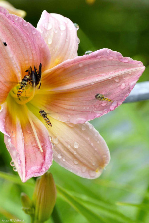 petal, flower, insect