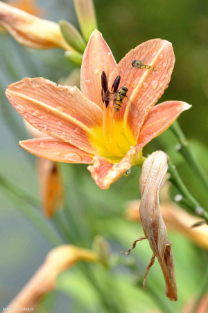 petal, flower, insect
