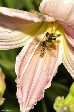petal, flower, insect