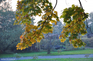 branch