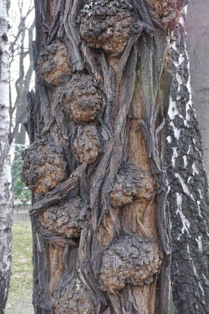 trunk