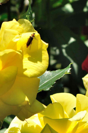 petal, plant, flower