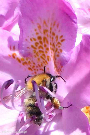petal, flower, insect