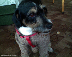 dog, pet