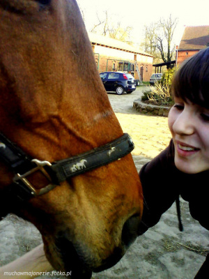 horse, bridle, rein