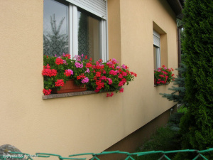 petal, flower