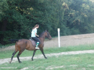 hair, horse, bridle, rein, sports