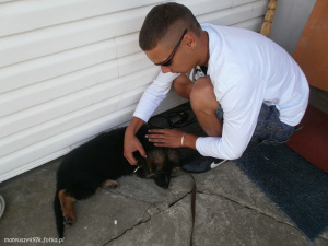 hand, dog