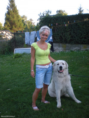 dog, pet
