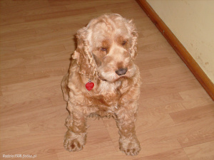 dog, pet