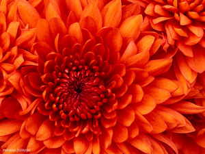 petal, plant, flower