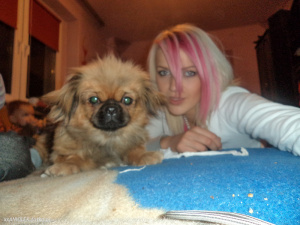 dog, pet
