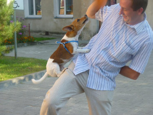 dog, pet